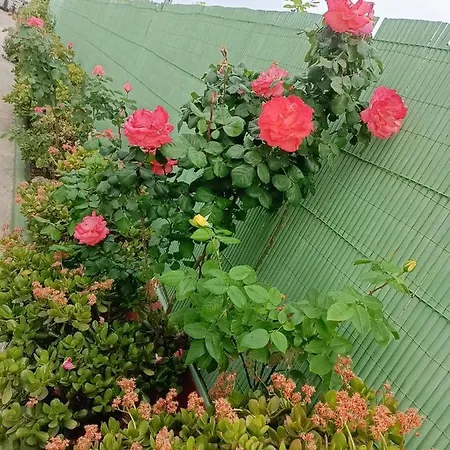 Preciosa Y Tranquila En Valencia Con Piscina Privada